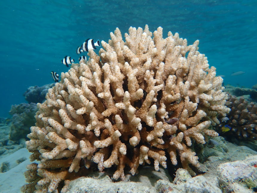 பவளம் (Coral)